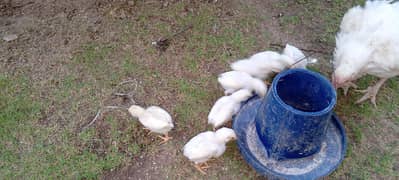 Heera aseel chicks for sale