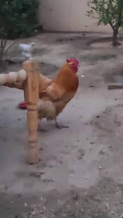 Golden Heavy Buff Male For Sale