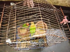 Love bird pare for sale with cage