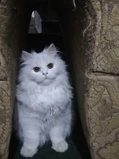 Beatiful