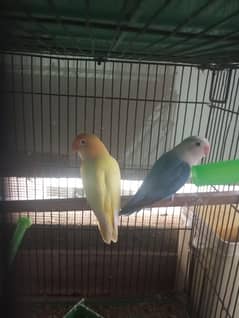creamino opline, parblue pale fellow and decinos