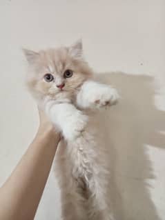 Triple coated pure Persian home breed female kitten