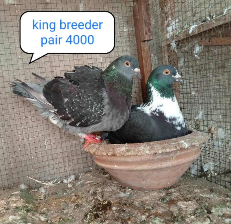 fancy pigeon | kabutar| Jacobin|  frillback saddle | amarican fantail| 9