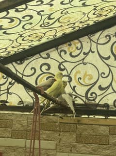 LOVE BIRDS COCKTAILS BUDGIE FINCHES DOVE FOR SALE