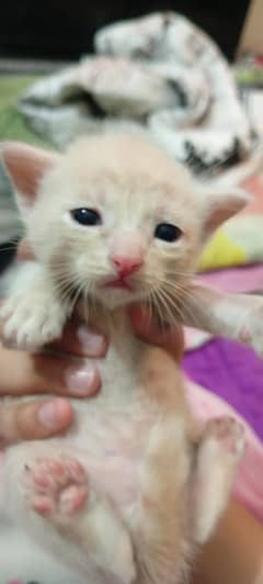 mixed breed cat off white color