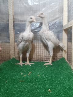 white shamo chozay, white shamo, paper white breed