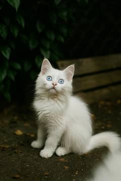 Pure persian, punch face , triple coated kittens
