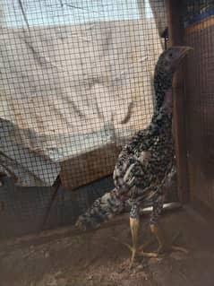 All chicks and breeder for sale