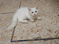 Persian