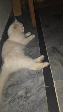 cat for sale