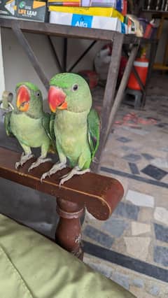 Raw parrot