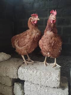 hen lohman brown