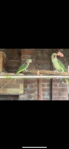 Alexander parrot