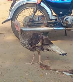 Turkey birds