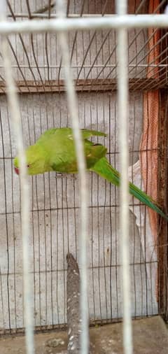 for sell