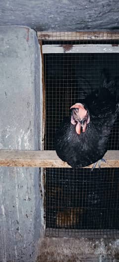 australorp