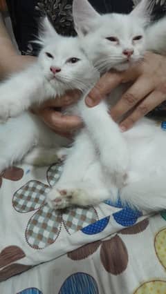 2 beautiful  kittens for sale