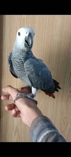 African Grey Parrot Self Chick Available