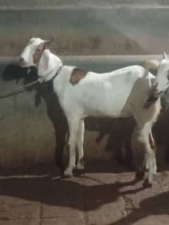 Kheera Bakra(03122741593)