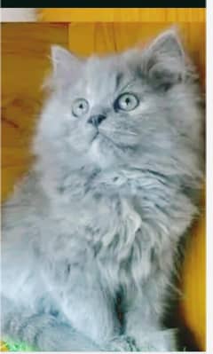 Gray Persian kitten 4 sale