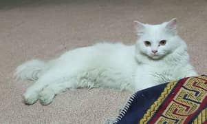Persian female cat