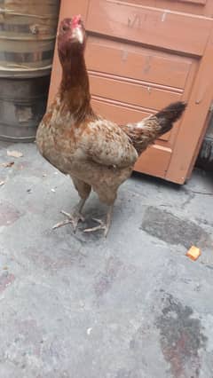 desi hen for sale