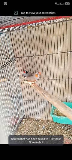 finch