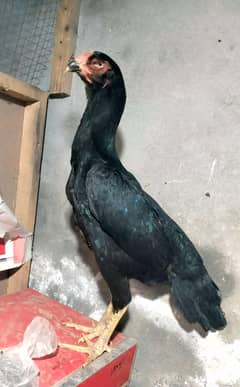 Aseel shamo hen and black color 