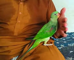 Pure Kashmiri Raw Female