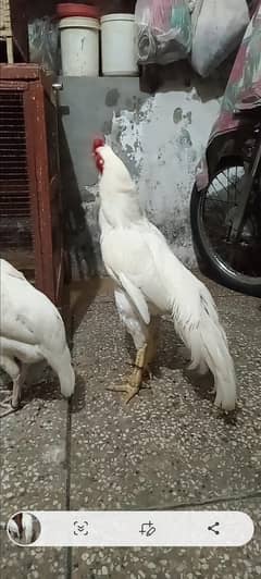 Heera aseel chicks <0328 9422586>