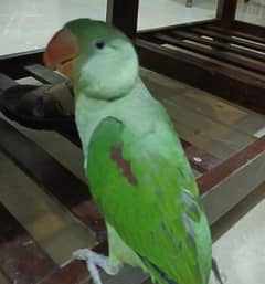 Raw female sale urgent