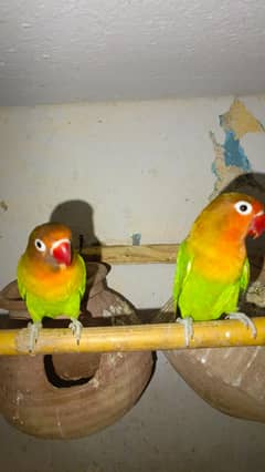 Birds for sale