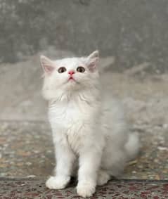 kitten sale