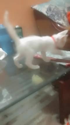 2 kitten sale