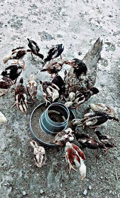 Aseel Hen with chicks