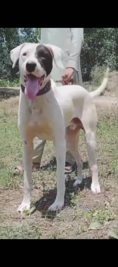 bully gultair male age 14month   for sale