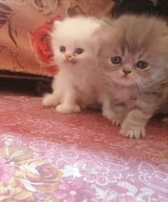 Persian cat for sale male or female my WhatsApp 0346=11=21=0=62