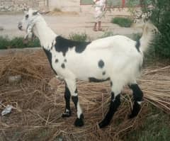 Bakra