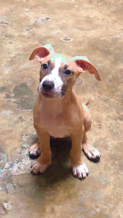 american pitbull puppies for sale