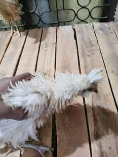 Frizzle buff pair for sale