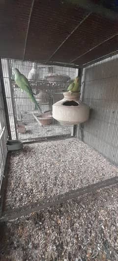 green ringneak breeder pair