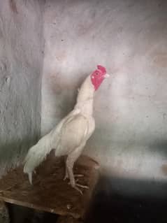 heera aseel chorus naliyo mein
