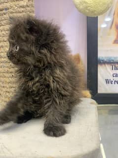 triple coat