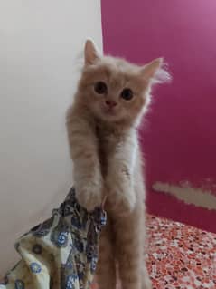Persian Male and Female