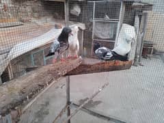 breeder pigeons 1200 per pigeon