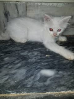 PERSIAN CAT