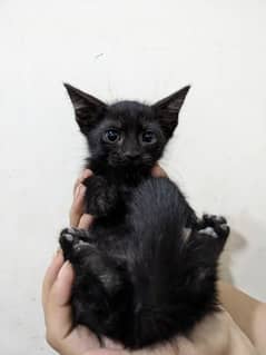 Mix Persian black baby kitty available for adoption.