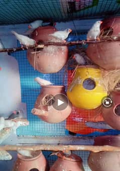 Zebra Finch Breeders