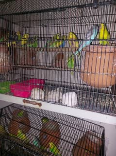 Australlian parots