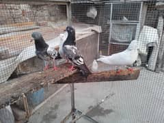 breeder pigeons 1200 per pigeon